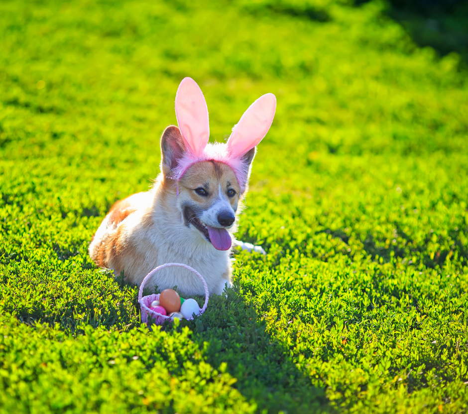 easter dogs