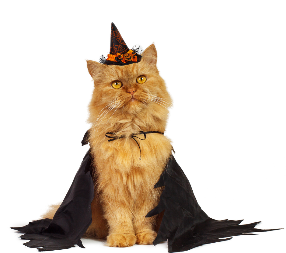 cat in halloween contest